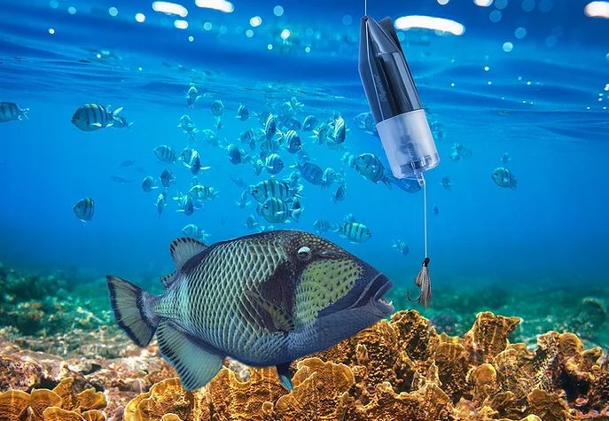 מצלמת דגים מתחת למים