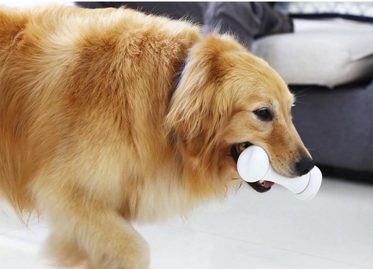 צעצוע עצם חכם לכלבים עצם מרושעת